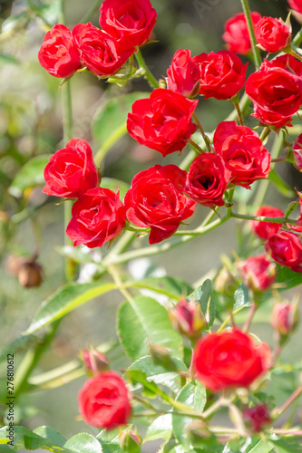 buds of red roses © charlinshots