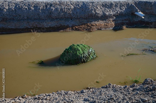 Giant Moss Covered Tumbulweed in Irrigation Canal