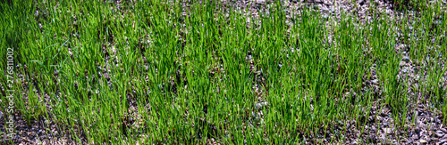 Close up of reseeded lawn to repair it, with new grass growing, seed and pebble mixture photo
