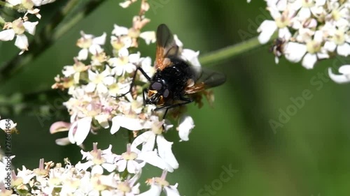 Noon Fly, Noonday Fly, Mesembrina meridiana photo