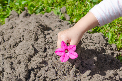 the child plants flowers in the ground. children's hand with a flower. hand planting flowers. pink flower in the ground.