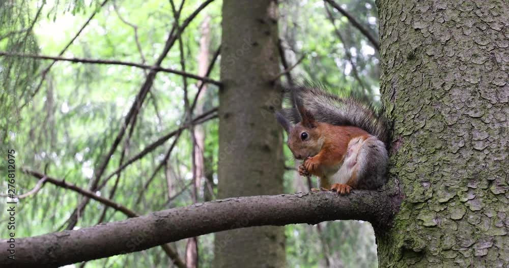 A Large Adult Eurasian Red Squirrel Sits On A Tree Branch In The Forest And Eats A Nut A Large Adult Eurasian Red Squirrel Sits On A Tree Branch In The Forest And Eats A Nut