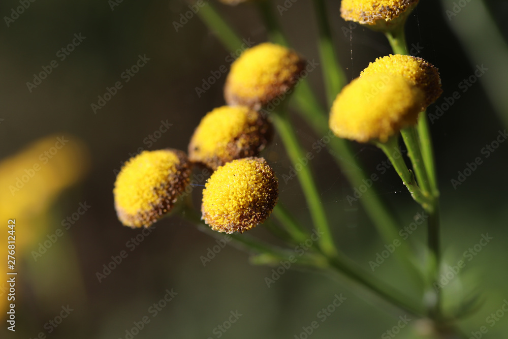 yellow flowers on a green background yellow flowers on a green background
