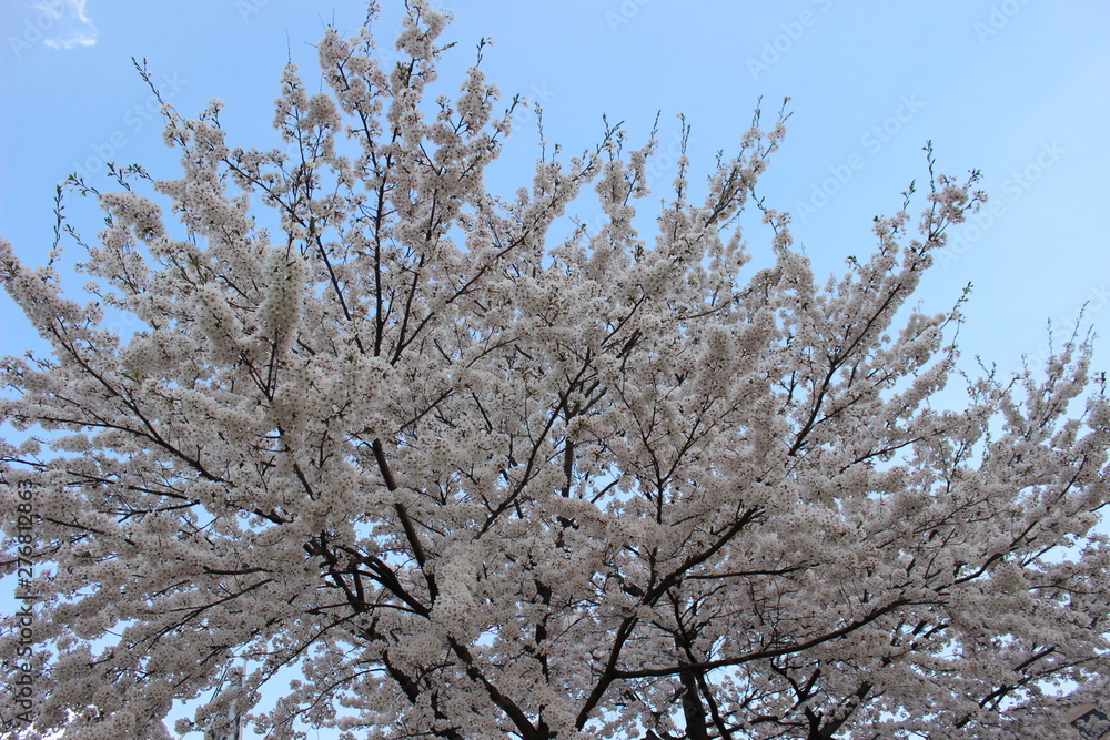 桜の樹 Cherry tree in full bloom