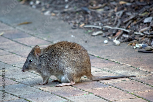 this is a side view of a long nose potoroo