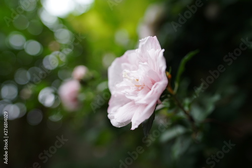 Bloomed in the rain