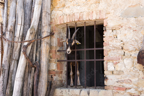 Goat on a window