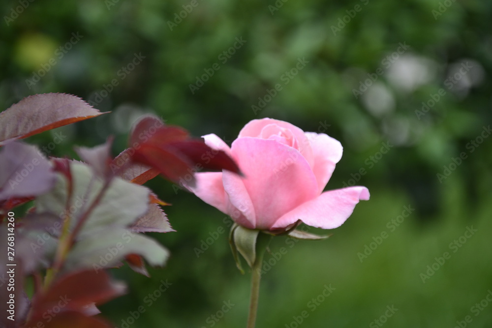 Rose Rose