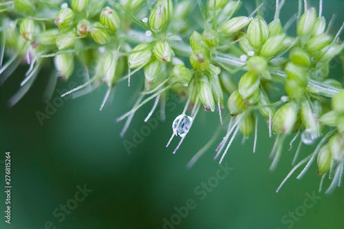 Elytrígia green spikelet close-up with dew drop photo