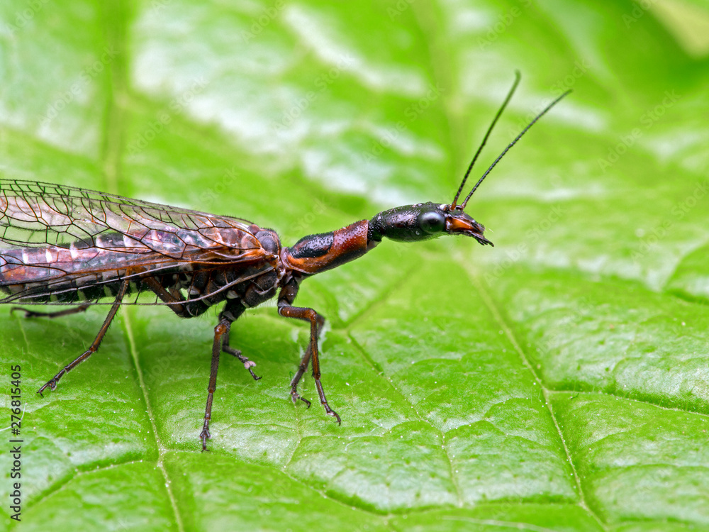 female snakefly, Agulla adnixa, on leaf, close view female snakefly, Agulla adnixa, on leaf, close view