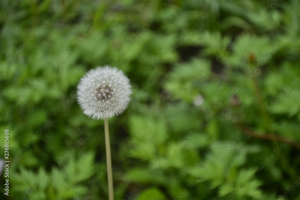 dandelion on background of green grass dandelion on background of green grass