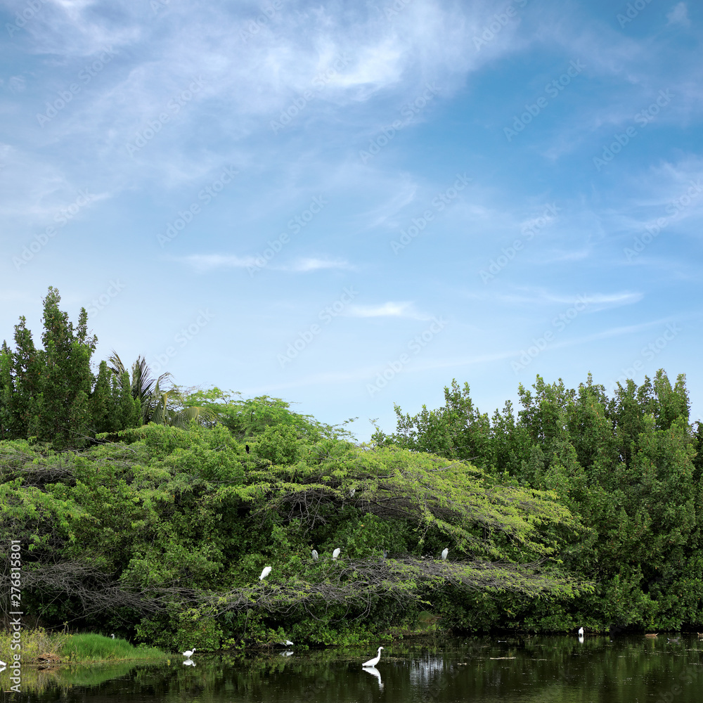 group of long neck white tropical water birds by lakeside in Aruba