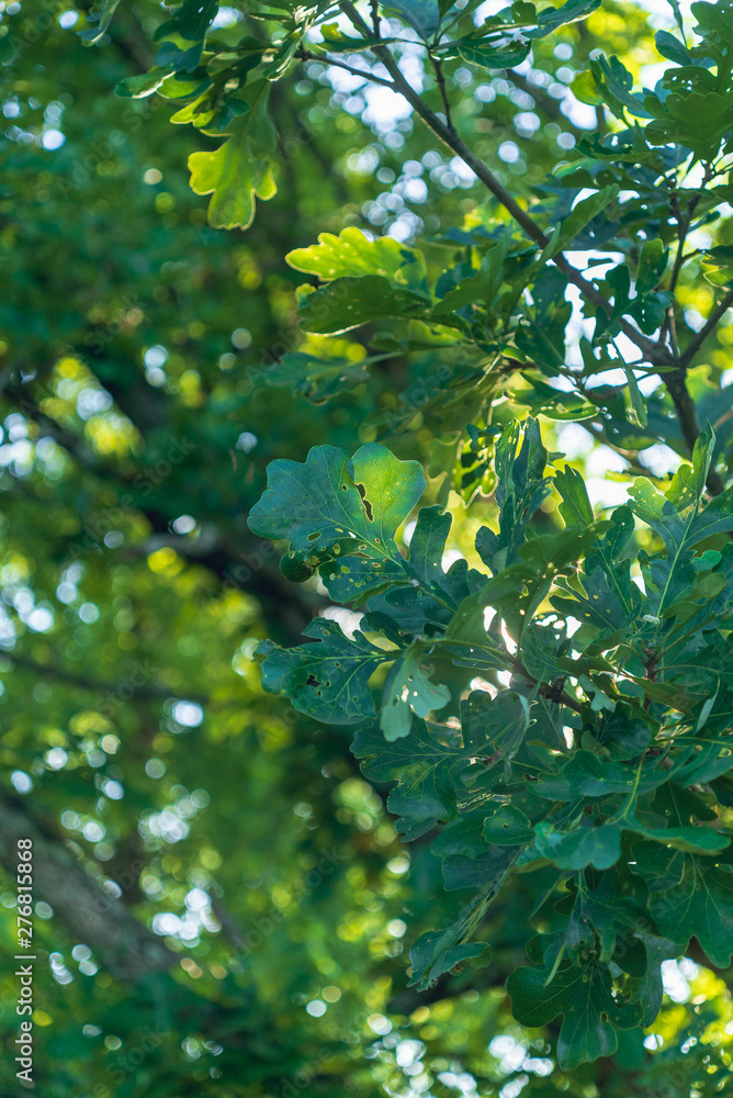 green leaves of an oak tree green leaves of an oak tree
