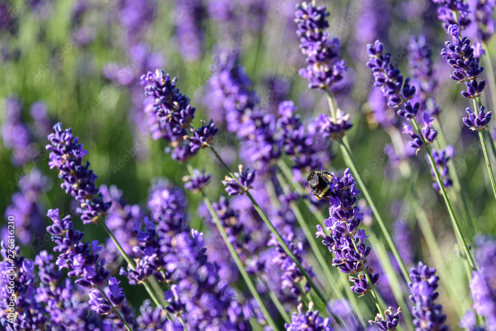 Naklejka premium Bee pollinating blooming lavender plants as a nature background