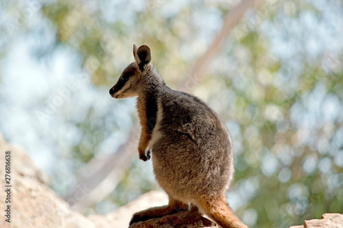 this is a side view of a Yellow footed rock wallaby