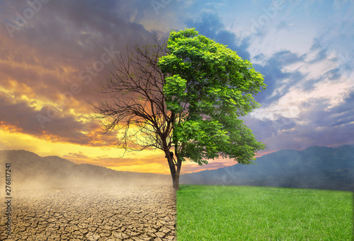 drzewo-jako-koncepcja-zmiany-klimatu-i-globalnego-ocieplenia