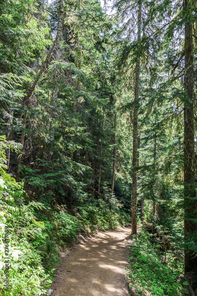 Fototapeta premium beautiful hiking trail with tall trees in garibaldi provincial park canada.