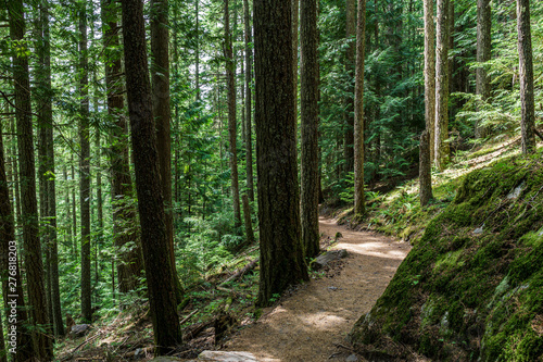 beautiful hiking trail with tall trees in garibaldi provincial park canada. photo