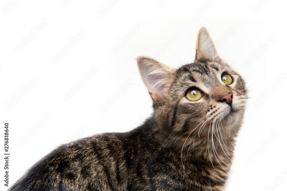 Tabby kitten isolated on white background looking up. Tabby kitten isolated on white background looking up.