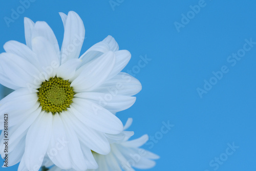 white daisies on blue background