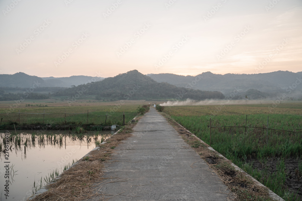 country road with rice field on the side