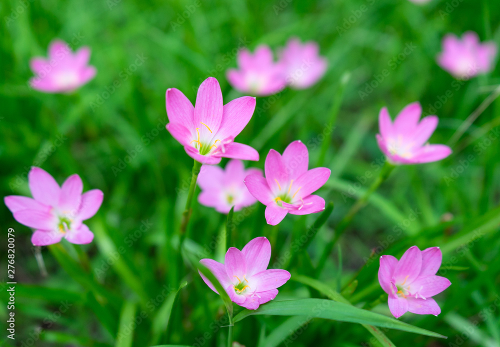 Zephyranthes Lily, Rain Lily ,Fairy Lily, Little Witches flowers in garden. Zephyranthes Lily, Rain Lily ,Fairy Lily, Little Witches flowers in garden.