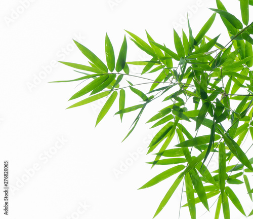 Bamboo leaves isolated on white background.