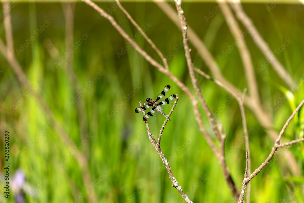 Twelve-spotted Skimmer (Libellula pulchella),dragonfly on the natural environment Twelve-spotted Skimmer (Libellula pulchella),dragonfly on the natural environment