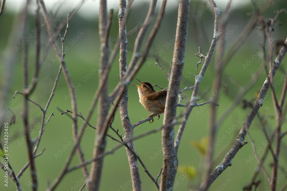 The marsh wren (Cistothorus palustris),small North American songbird in the natural environment The marsh wren (Cistothorus palustris),small North American songbird in the natural environment