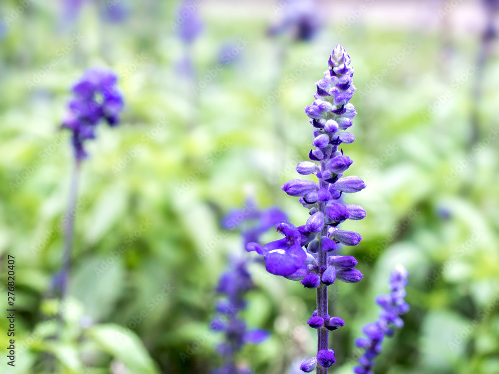 Obraz premium Lavender. Close up image. Soft Focus