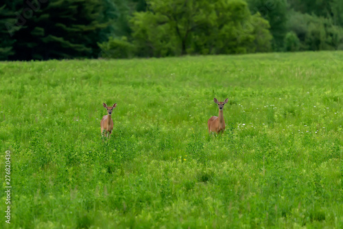 White-tailed Deer (Odocoileus virginianus), hind on evening pasture,spring time on a meadow. Nature scene from Wisconsin.