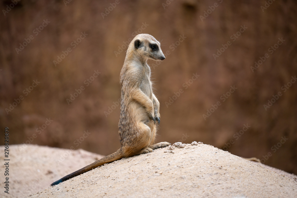 Fototapeta premium cute meerkat ( Suricata suricatta )