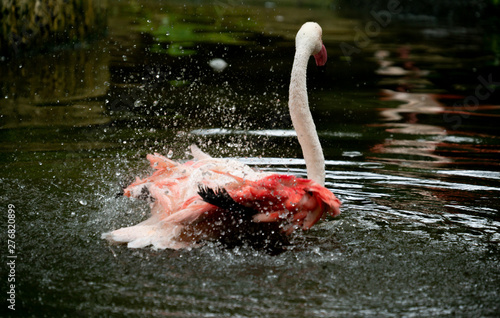 greater flamingo (Phoenicopterus roseus) in the river