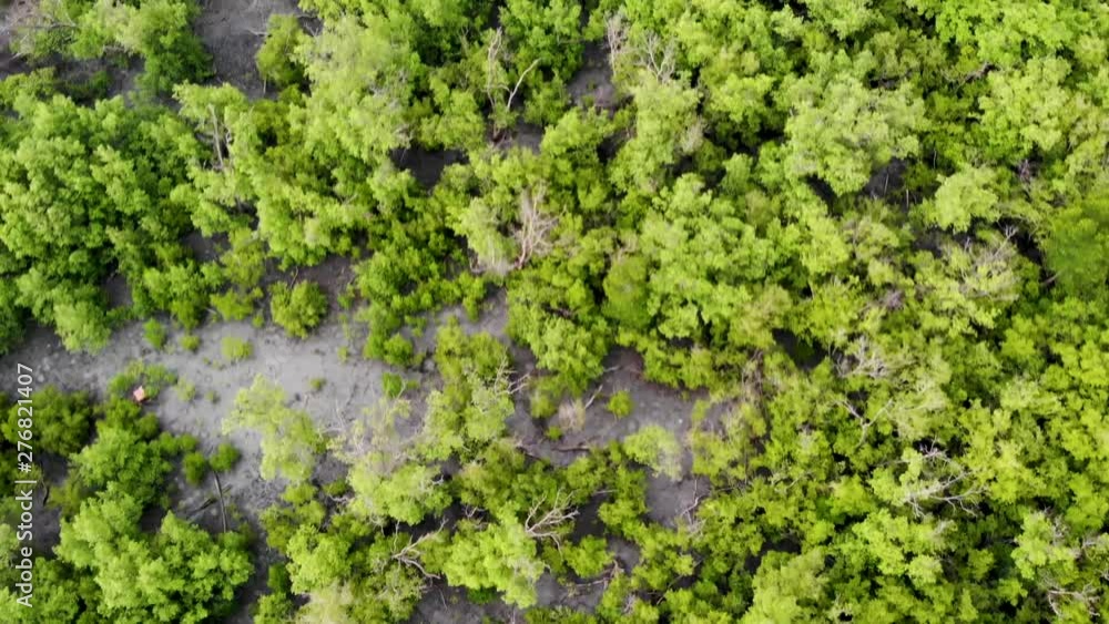 4k aerial view of the beautiful mangrove forest. 4k aerial view of the beautiful mangrove forest.