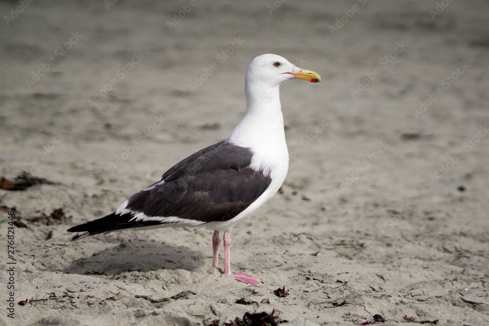 Fototapeta premium seagull on the beach isolated