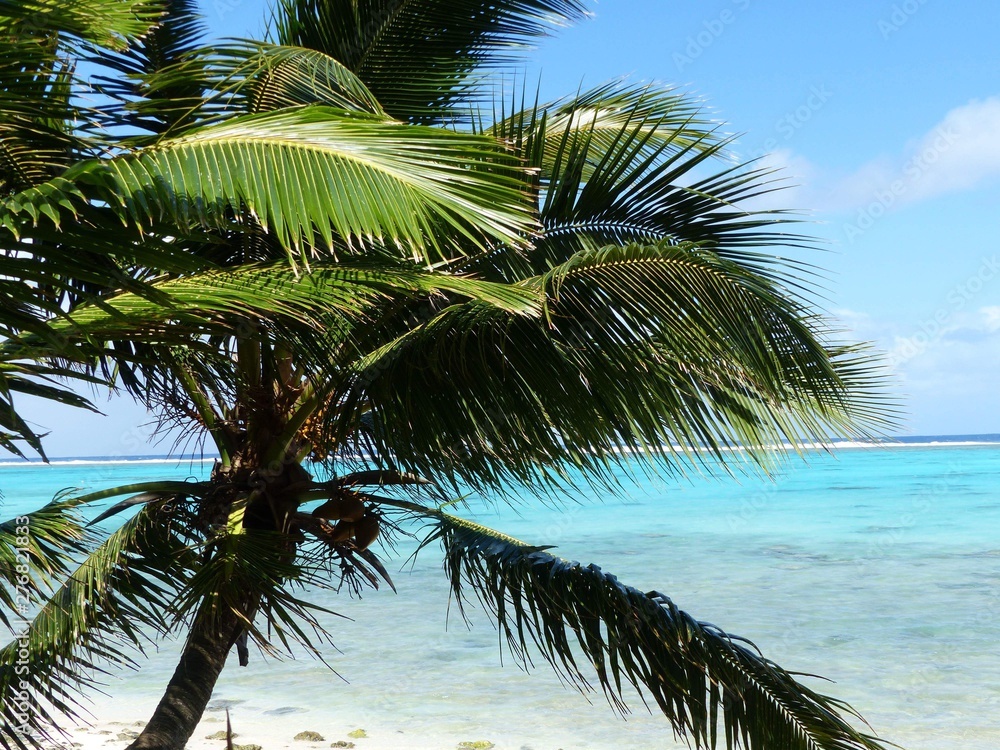 Fototapeta premium palm tree on a beautiful white sand beach