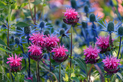 Garden close up of pink bee balm in bloom, with blue thistle in the background  photo