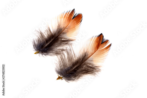 The feathers, white background
