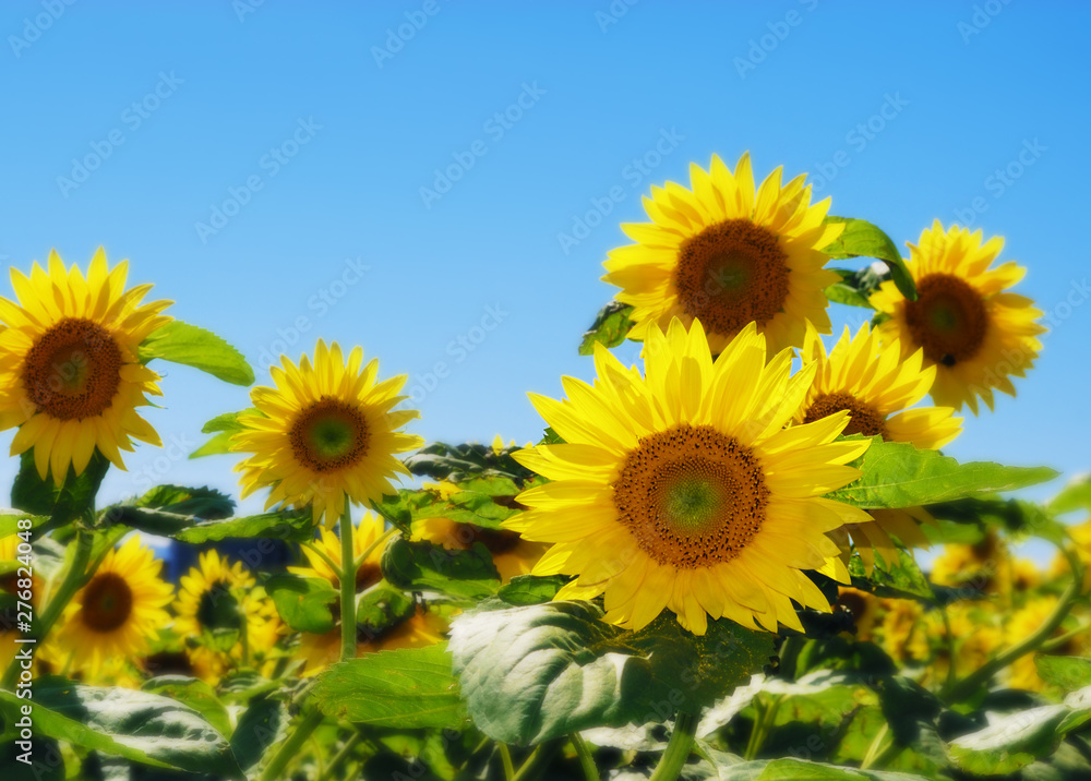 ヒマワリ　素材