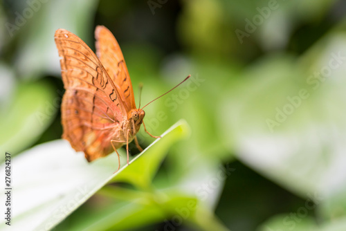 Butterfly perched on a leaf.