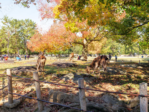 Deers in Nara park in Japan