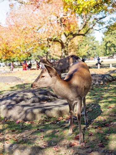 Deers in Nara park in Japan