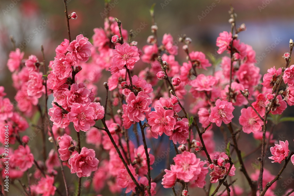Close up of peach blossoms in Spring Close up of peach blossoms in Spring