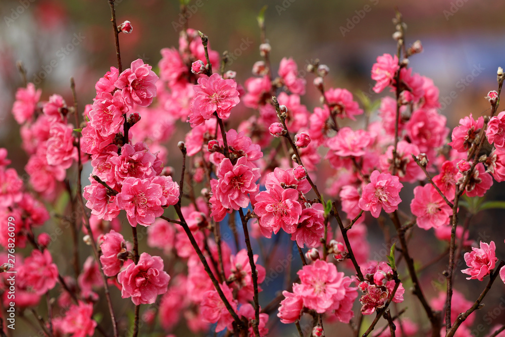 Close up of peach blossoms in Spring Close up of peach blossoms in Spring