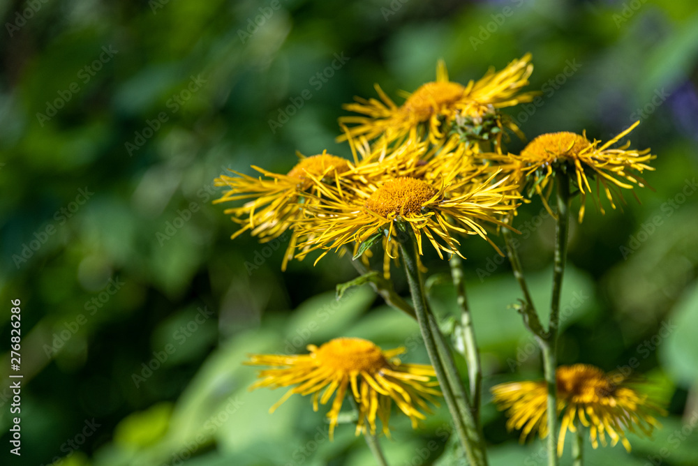 Cheerful yellow daisies blooming against a blurred green garden background Cheerful yellow daisies blooming against a blurred green garden background