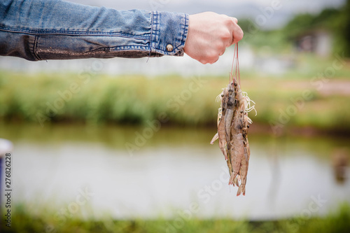 Hands are holding the whiskers of white shrimp. On a blurred background of shrimp farms