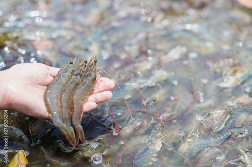 Hand holding white shrimp On a blurred background of white shrimp in a bucket
