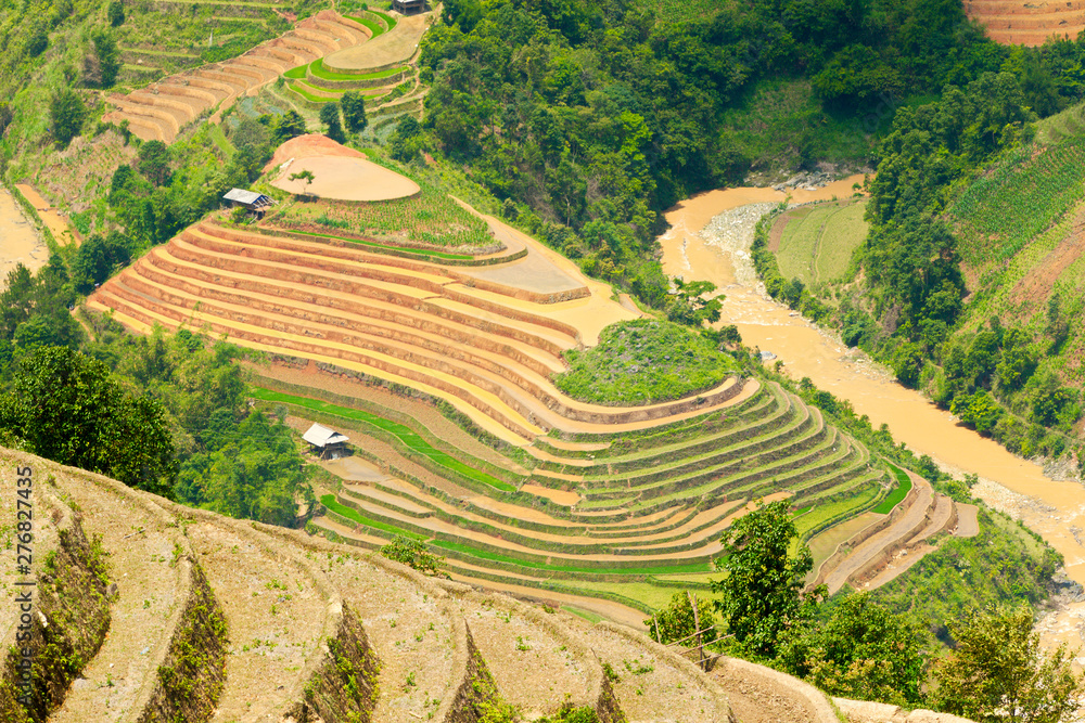 Terraced paddy fields in planting season