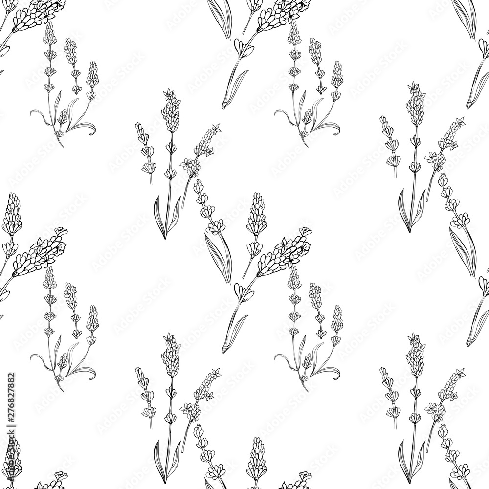 lavender natural hand drawn pattern white and black illustration. Herbal botanical  decoration background