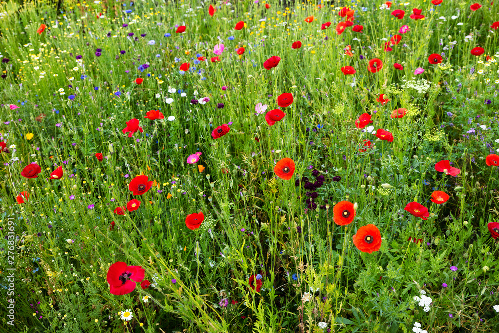 field with red poppies and other flowers